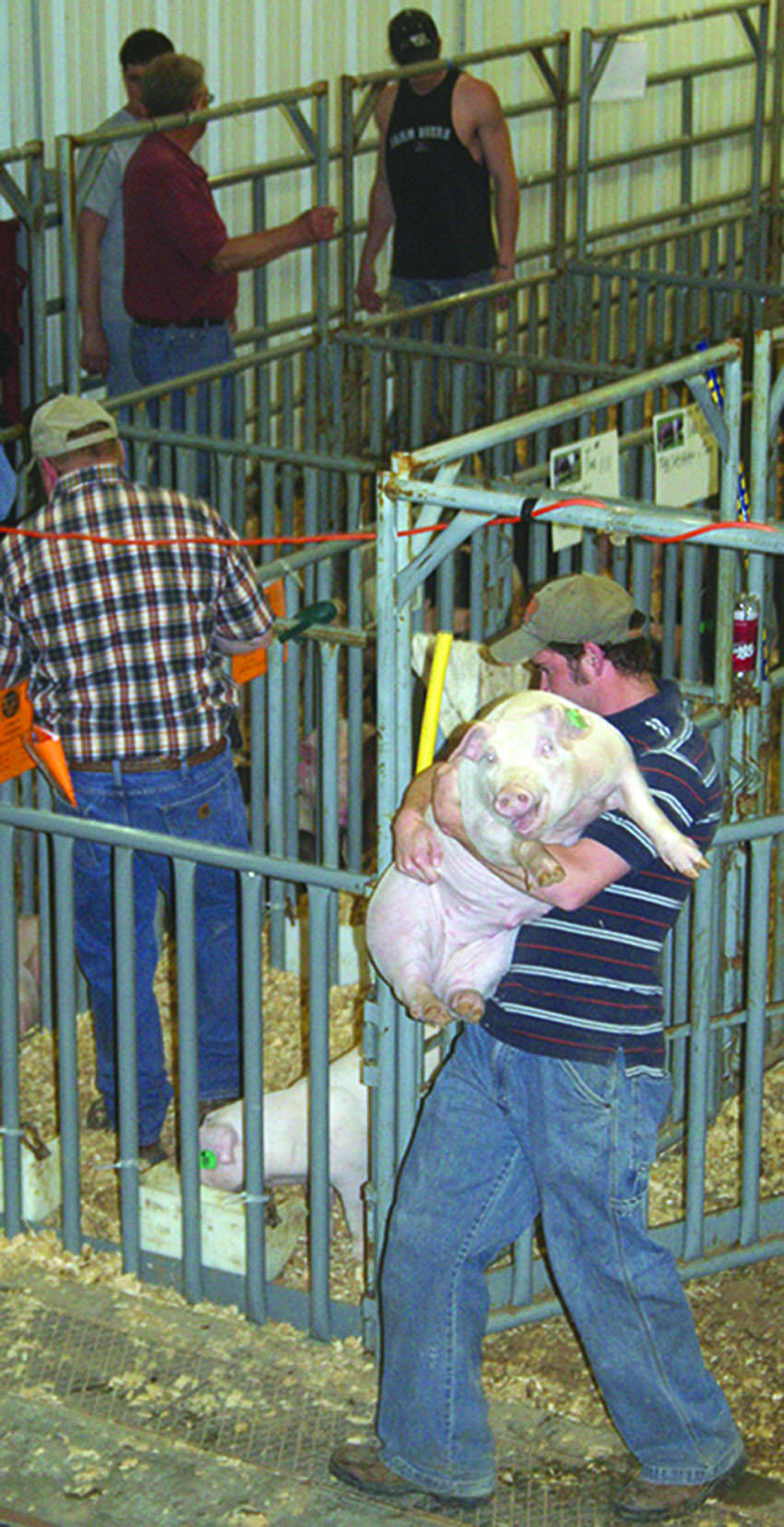 Crusader photo/ Shelby Rundell
Livestock Judger, Ryan Imler carries one of his  chester barrow pigs the night of the Block and Bridle Pig Sale.  A total of 115 pigs were sold at Friday nights sale bringing a total of $31,150 with the average of $271 per head.