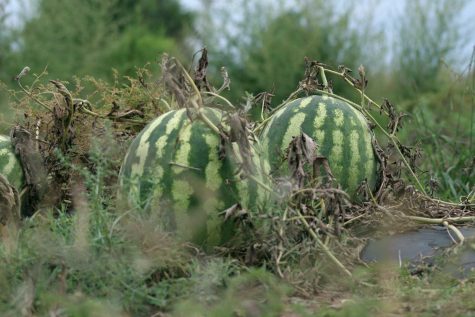 At the SCCC Tuesday pickings, there were ripe watermelons for the taking.
