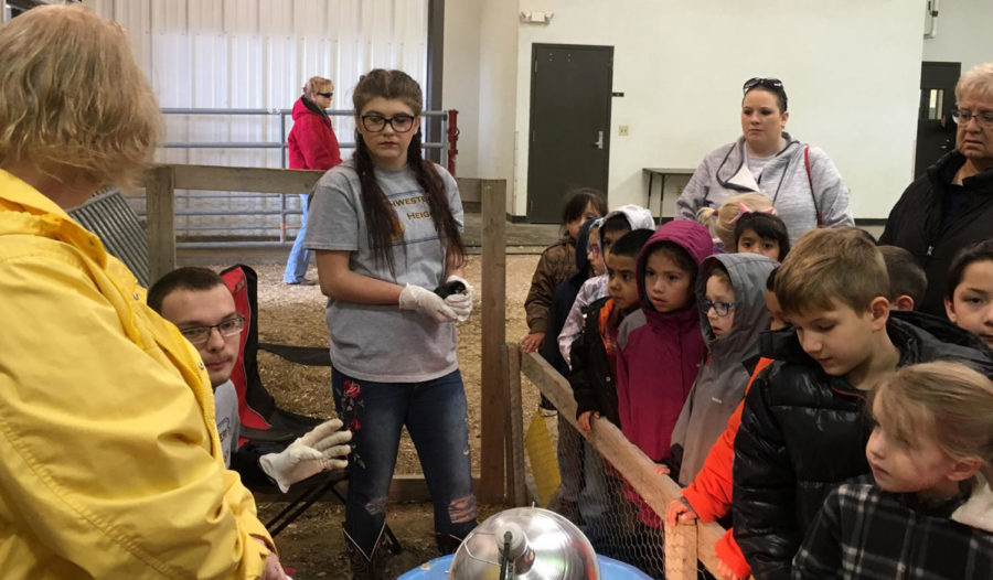 Inside the Ag building there was a station to learn all about chickens. This stations let the kids interact with adult chickens and baby chicks.