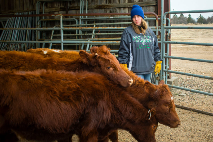 Madison Hall, SCCC student,  safely handles the cattle by staying within their flight zone. By slightly moving forward, she is able to move them the direction she wants. 