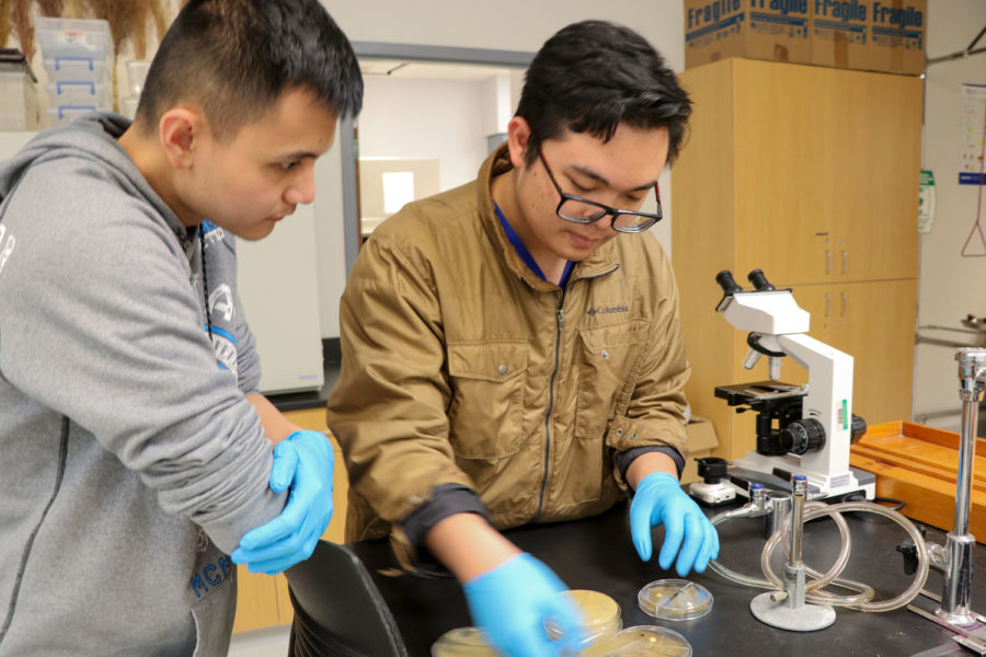 Sophomore pre-pharmacy majors, Huy Cam and Karlo Flores take a look at the project they have been working on. Cam and Flores test a bacteria and an anti-biotic that theyve produced in their lab together to see whether or not the bacteria is resistant to the anti-biotic. 