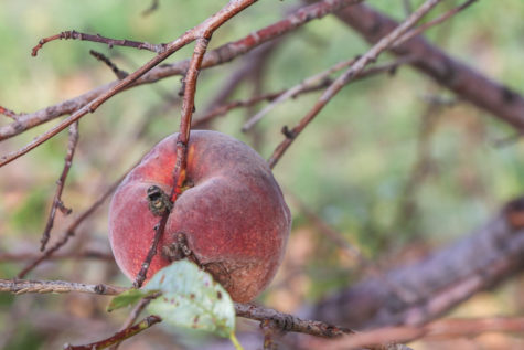 On Monday, the Ag department discovered most of their peaches had been picked. The department was disappointed because they intended to sell the peaches for a fundraiser.