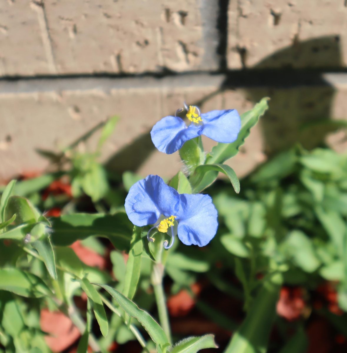 IMG_0931 Commelina flower