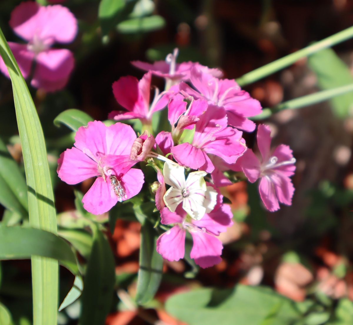 Ever heard of California? Well, Clarkia flowers sure do! According to floristempire, these wild flowers bloom native to the west coast and symbolize elegance and charm.