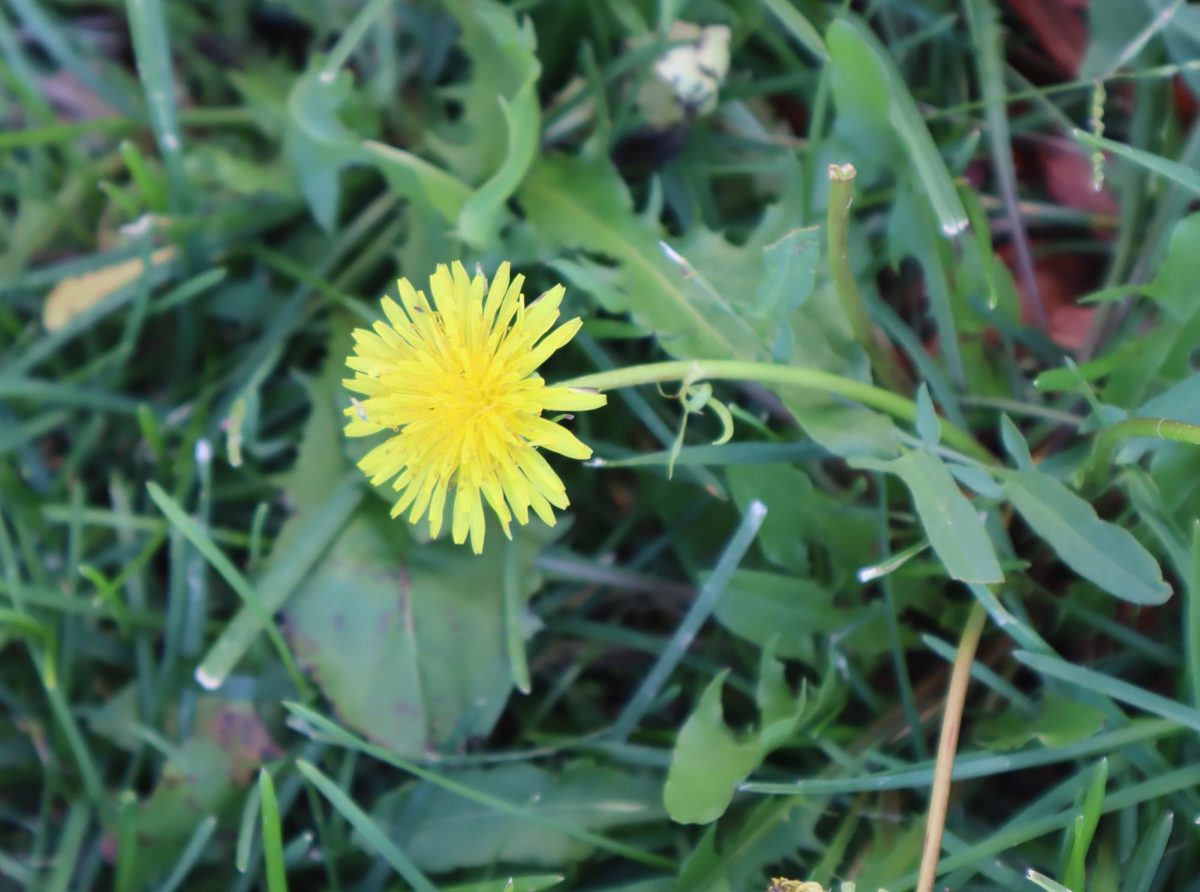 Dandelions are known to make people's wishes come true. They also give a sense of hope and transformation into this world. So, enjoy them while you can and make your dreams come true.