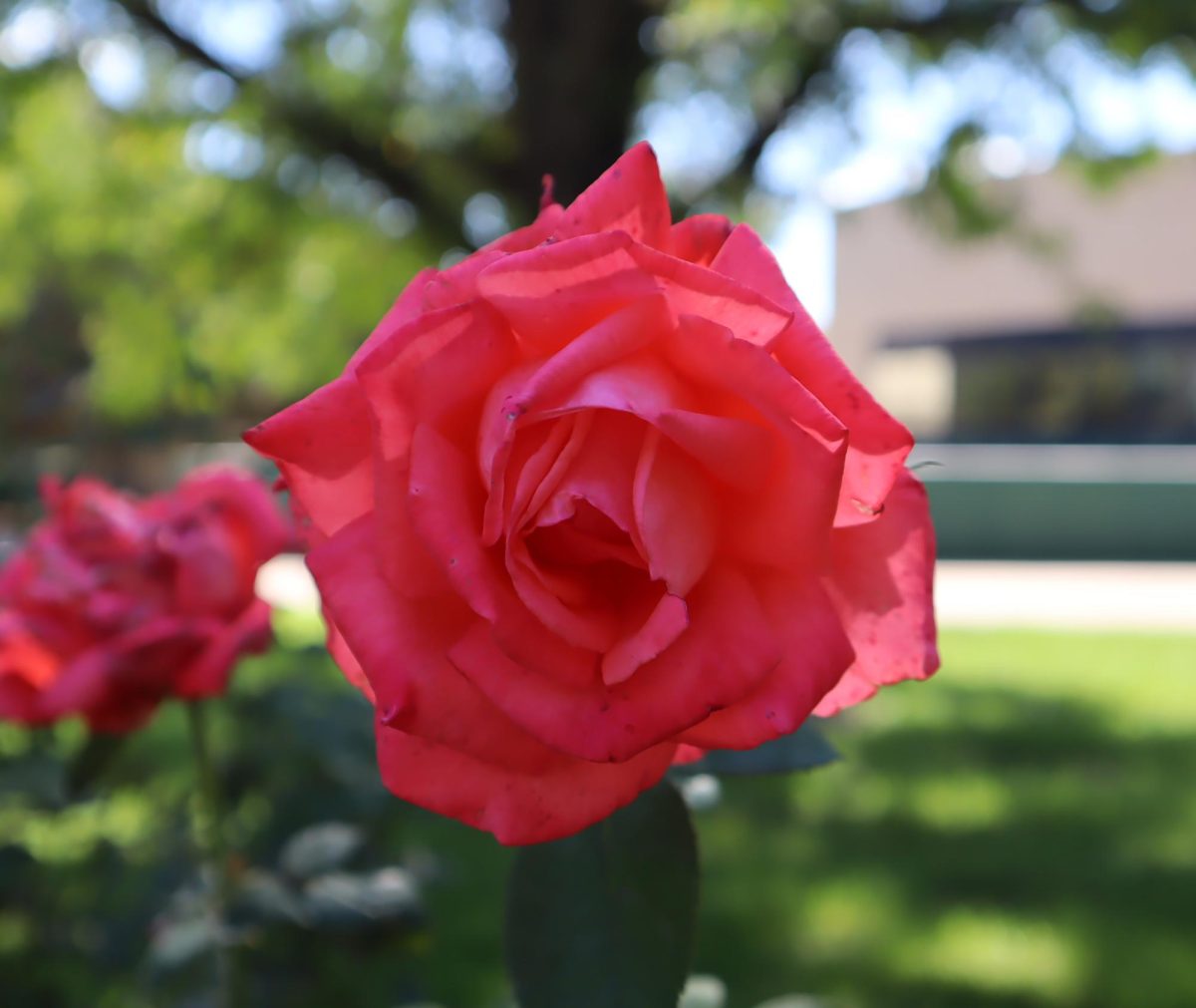 Roses are red...well, actually, these ones are pink! They are growing around the main courtyard of the SCCC campus. Pink roses are commonly used for showing affection towards someone and also mean delicacy.