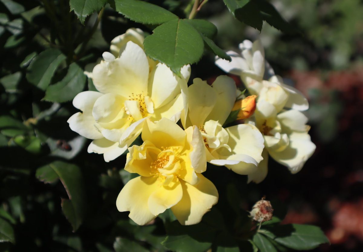 Did you know that there's a day dedicated to giving someone yellow flowers? Celebrated in Mexico, it's called "Flores Amarillas" Day which translates to "Yellow Flowers" day, and it's a day where people gift yellow flowers to anyone to express the love, joy, and longtime partnership for that person to be in their life. 