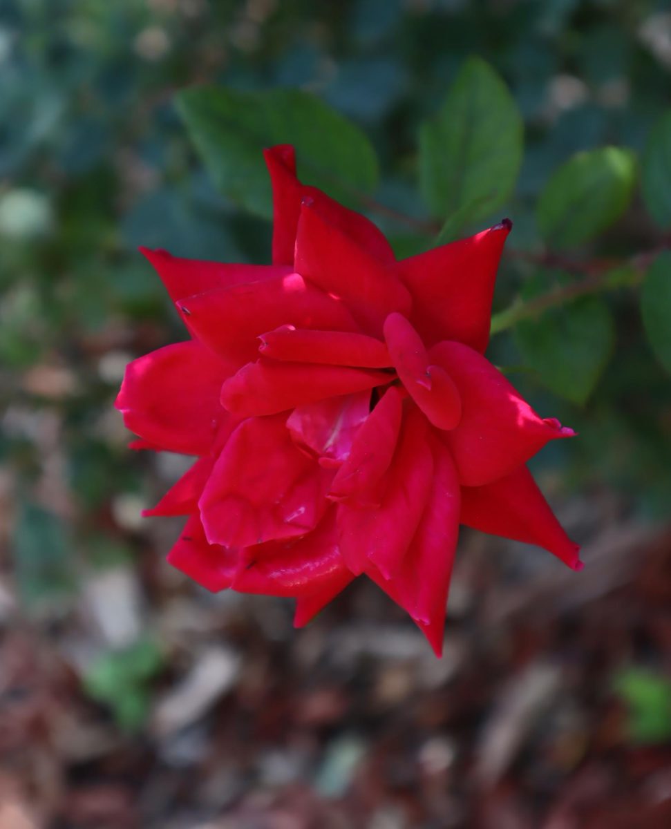 These red roses might just steal the spotlight and the hearts of their admirers. Symbolizing the passion for love, its bright beauty can say more than a thousand words. 