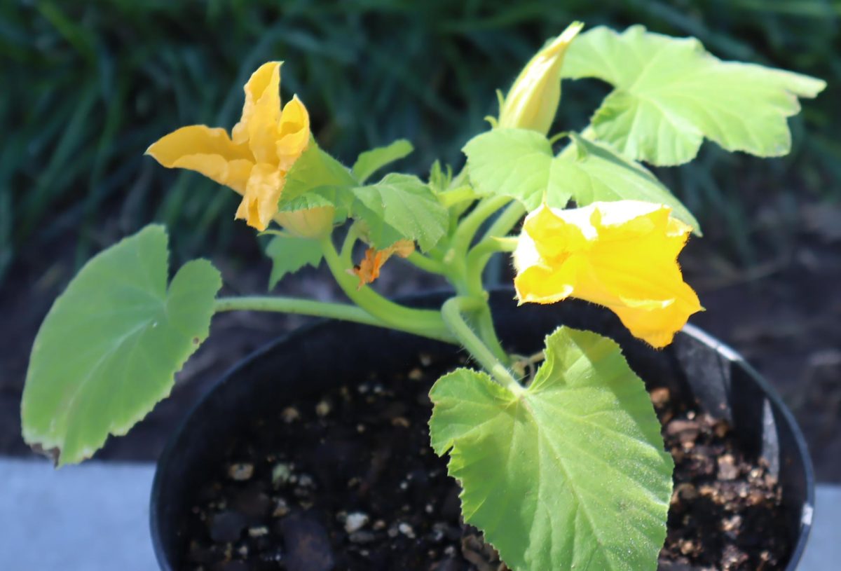 A bright yellow flower sits in a pot near the science wing of the Hobble Building. Name for it? Unknown. It's beauty is impossible to miss though, so swing by and check out for yourself!