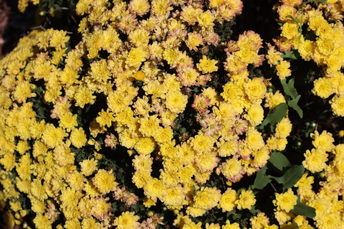 Chrysanthemums, also known as "mums," can brighten up any day with their bright colorful blooms. These mums symbolize joy and friendship, giving us a reminder that kindness and happiness can always be welcomed throughout the season. 