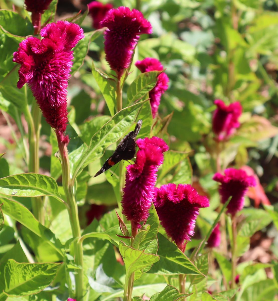 These bright mysterious flowers can be seen blooming outside of the SCCC Cosmetology Center. If you see closely, a butterfly lays on top of the flower, showing the beauty in nature.