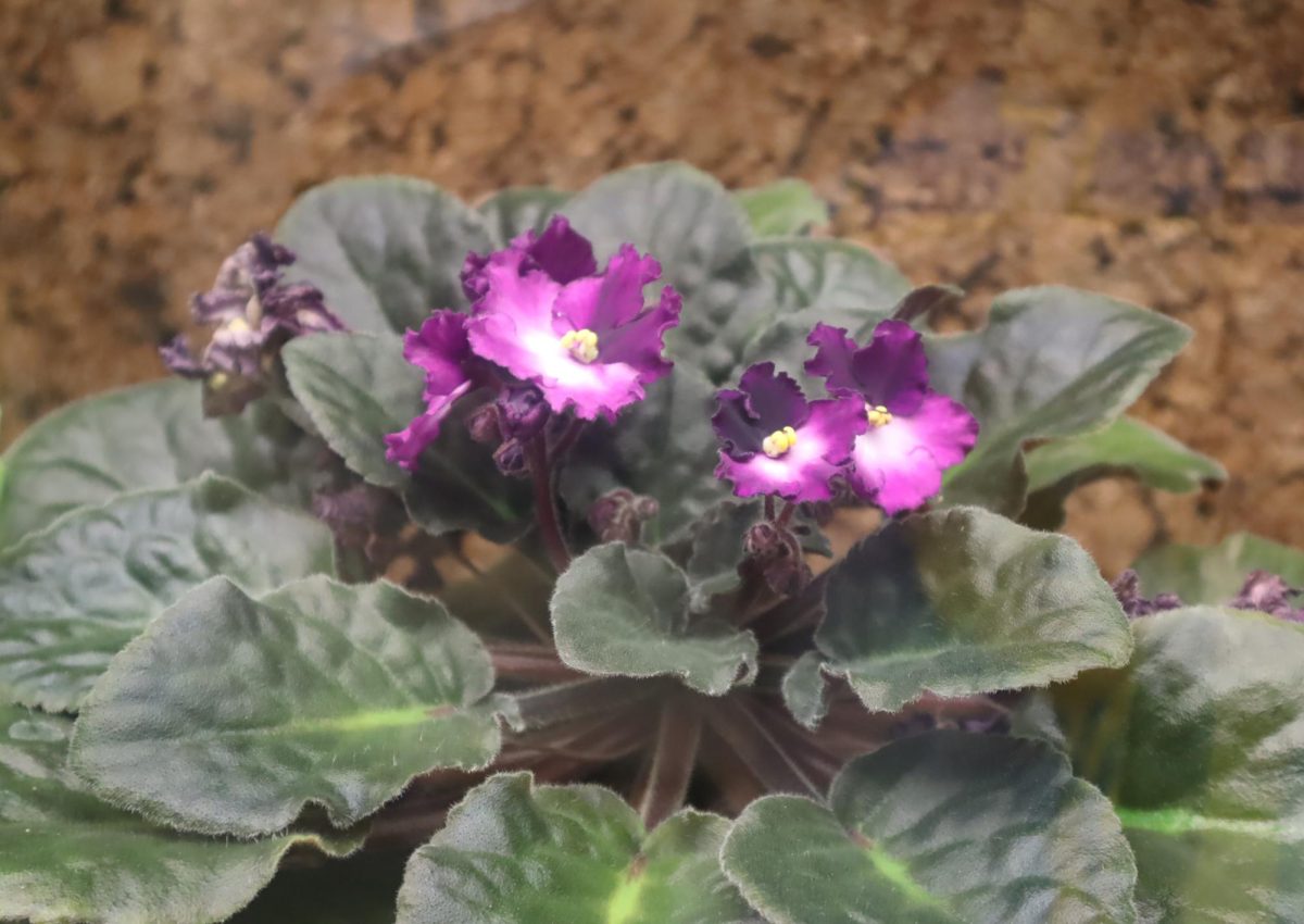 These violet flowers may seem small but their quiet beauty can speak louder than words, expressing themselves through faithfulness and purity. This can give us a gentle reminder that even the smallest flowers can have true strength within themselves. 