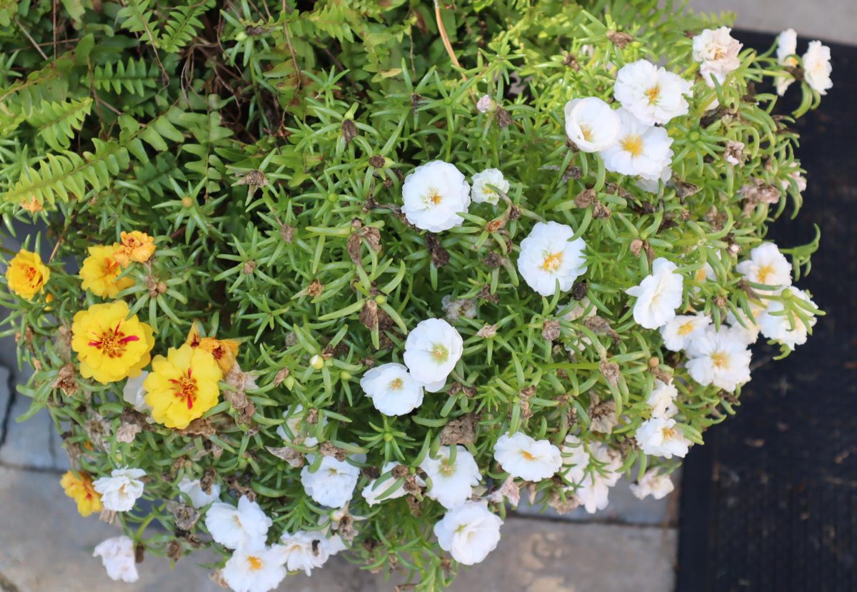 In the front entrance of the Hobble Building, there are some beautiful daisies and daffodils to start off your day. Did you also know that daises represent new beginnings, while daffodils symbolize renewal and hope? Both can bring in a sense of positivity to anyone who passes by! 