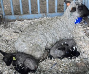Another animal on display was the sheep. The children cold not touch the sheep because she had just given birth to her lambs and was over protective.