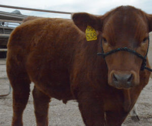 One of the animals on display were cows. These cows were young and the children answered various questions about them.