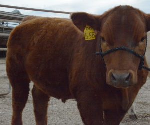 One of the animals on display were cows. These cows were young and the children answered various questions about them.