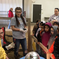 Inside the Ag building there was a station to learn all about chickens. This stations let the kids interact with adult chickens and baby chicks.