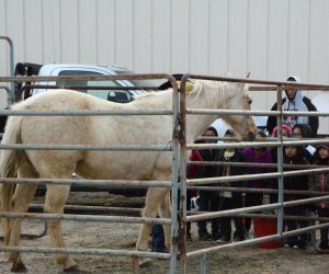 Station eight was with Cade Louderback. He explained a few things about horses. Louderback asked “how many bones does a horse have?” his reply is "205 bones".