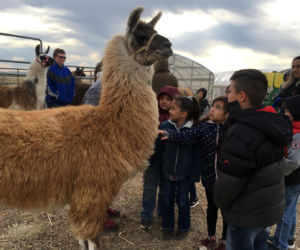 The children gathered around the llama station and were huddled together to be able to pet the llamas.