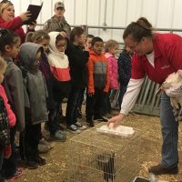 In the poultry station, a turkey was presented to the kids. They learn that their eggs are quite larger than chickens and they were able to touch the turkey.